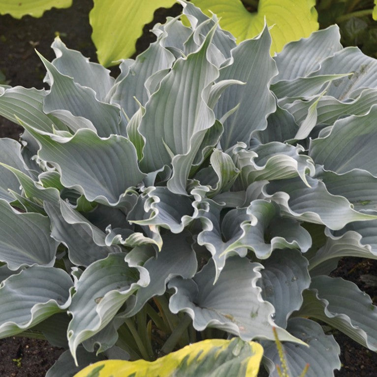 Shadowland® 'Waterslide' Hosta (HOSTA SHADOWLAND WATERSLIDE) - 1 gallon