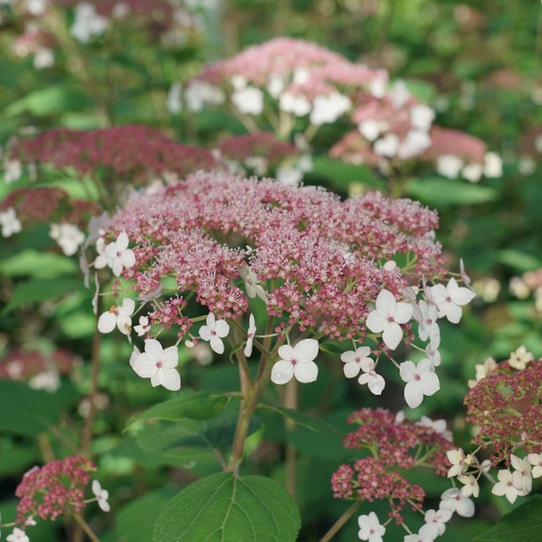 Hydrangea Pinky Pollen Ring™ (HYDRANGEA A. PINKY POLLEN RING) - 3 gallon