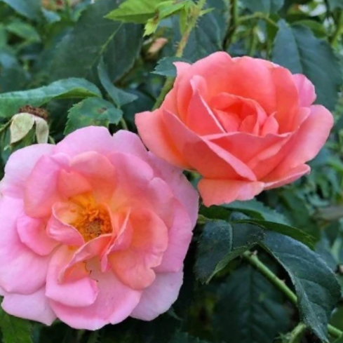 Peachy Knock Out® Rose (ROSE K.O. PEACHY KNOCKOUT) - 1 gallon