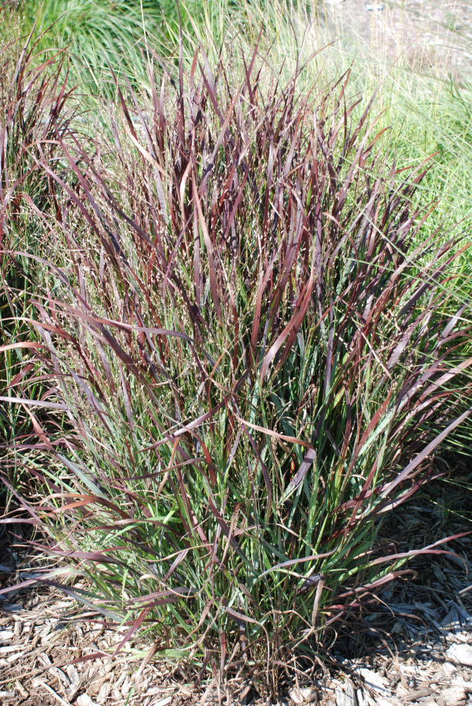 Shenandoah Switch Grass (GRASS - PA. SHENANDOAH) - 1 gallon