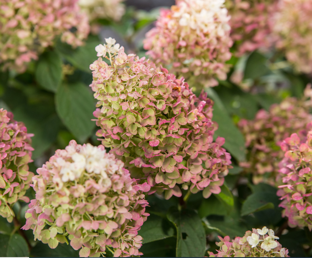 Little Hottie® Panicle Hydrangea (HYDRANGEA P LITTLE HOTTIE) - 3 gallon
