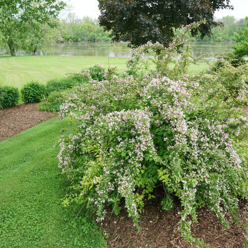 Jolene Jolene® Beautybush (KOLKWITZIA. JOLENE JOLENE) - 3 gallon 15"
