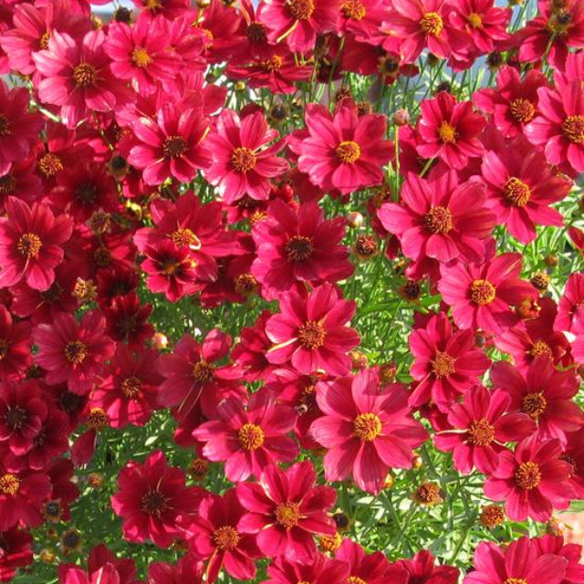 Red Satin Tickseed (COREOPSIS RED SATIN) - 1 gallon
