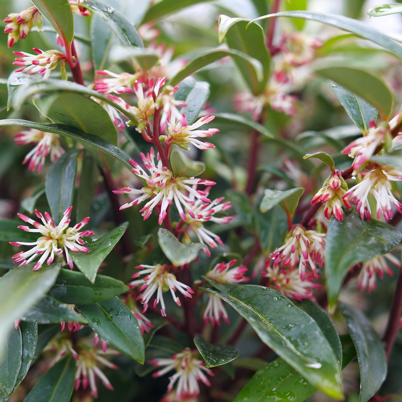 Sweet & Lo™ Sweet Box (SARCOCOCCA SWEET & LO) - 2 gallon 12"
