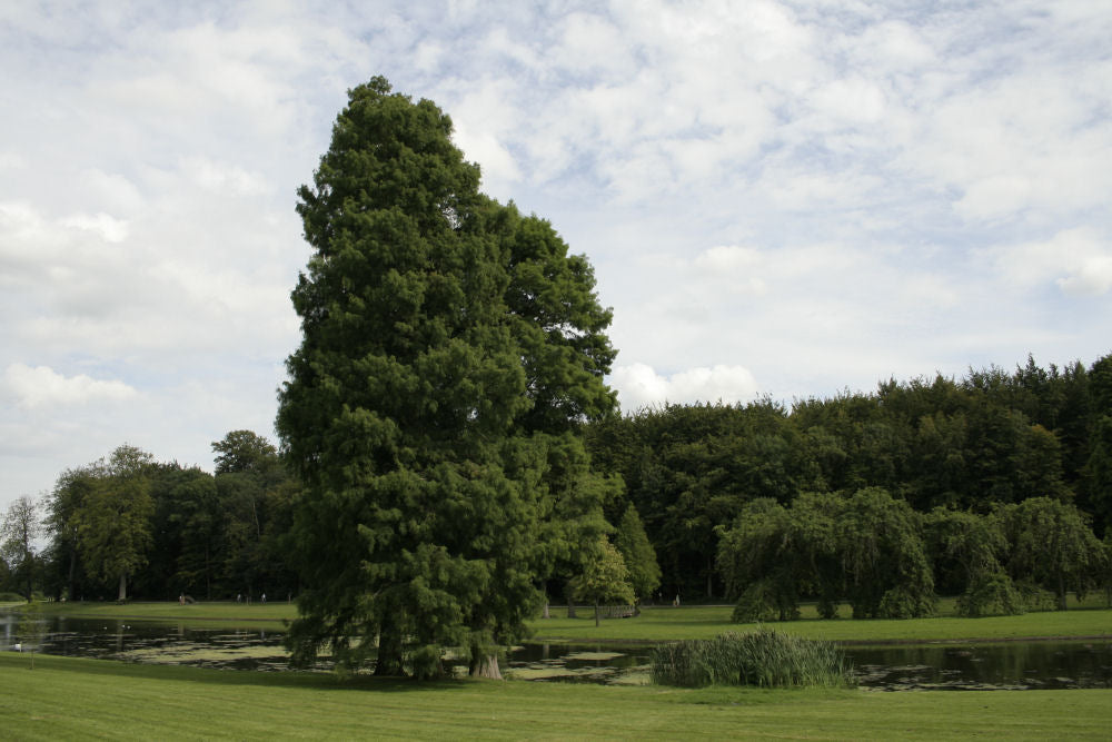 Baldcypress (Taxodium distichum) - 3 gallon 36"