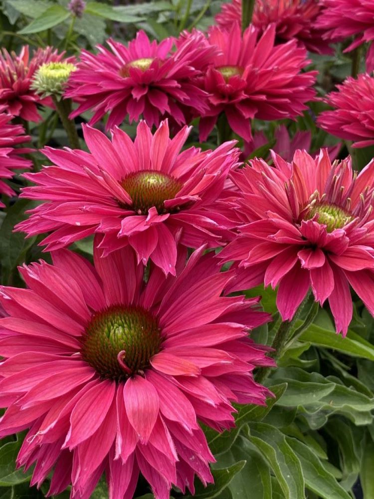 Sunseekers™ ‘Sweet Fuchsia’ Coneflower (Echinacea Sunseekers 'Sweet Fuchsia') - 3QT