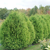 Cheer Drops® Arborvitae (Thuja occidentalis 'Cheer Drops') - QT