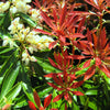 Mountain Fire Andromeda (PIERIS JAP. MOUNTAIN FIRE) - 3 gallon 12"