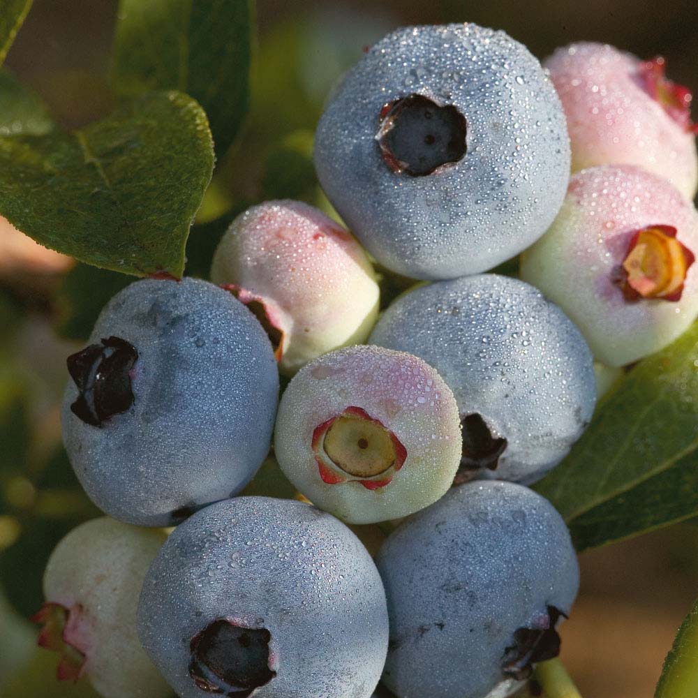 Chandler Highbush Blueberry (VACCINIUM CHANDLER) - 1 gallon 10"