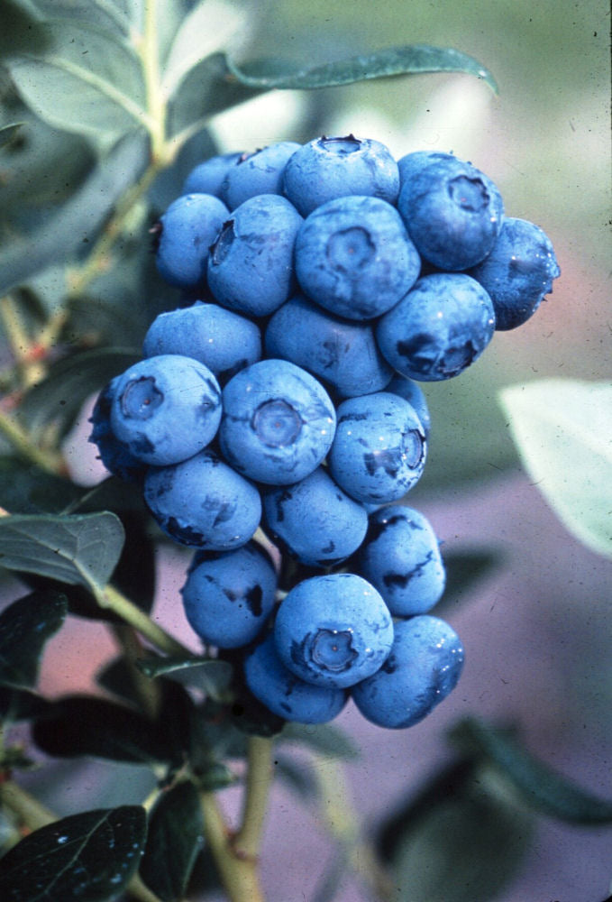 Duke Highbush Blueberry (VACCINIUM DUKE) - 1 gallon 10"