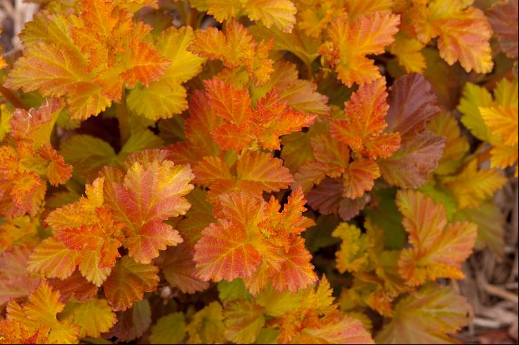 Amber Jubilee™ Ninebark (PHYSOCARPUS O. AMBER JUBILEE) - 3 gallon 15"