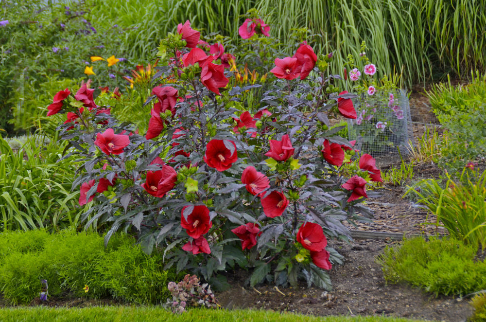 Midnight Marvel Rose Mallow (HIBISCUS X MOS. MIDNIGHT MARVEL) - 2 gallon