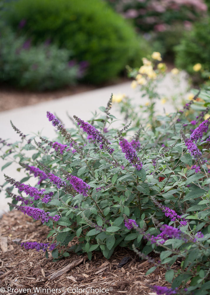 Proven Winner® Color Choice® Lo & Behold® Blue Chip Jr Butterfly Bush (BUDDLEIA ‘BLUE CHIP JR’) - 3 gallon