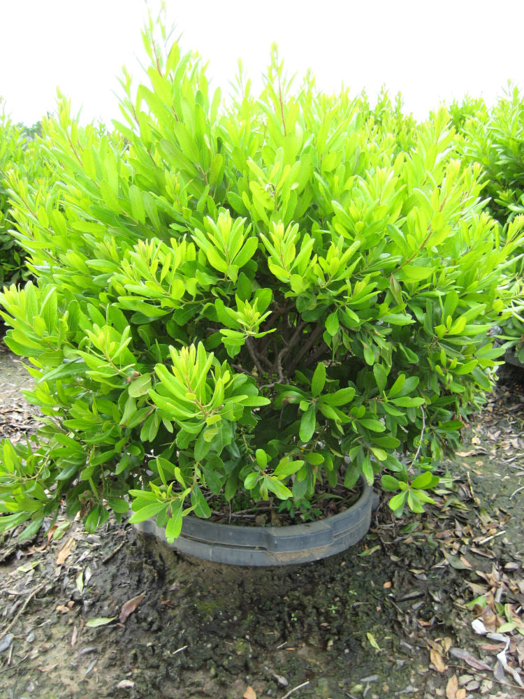 Northern Bayberry (MYRICA PENSYLVANICA) - 3 gallon 18"