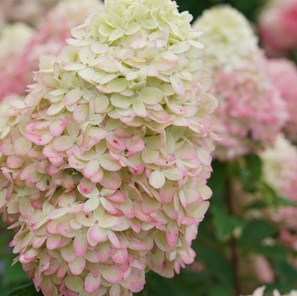 Limelight Prime® Panicle Hydrangea (HYDRANGEA P LIMELIGHT PRIME) - 3 gallon