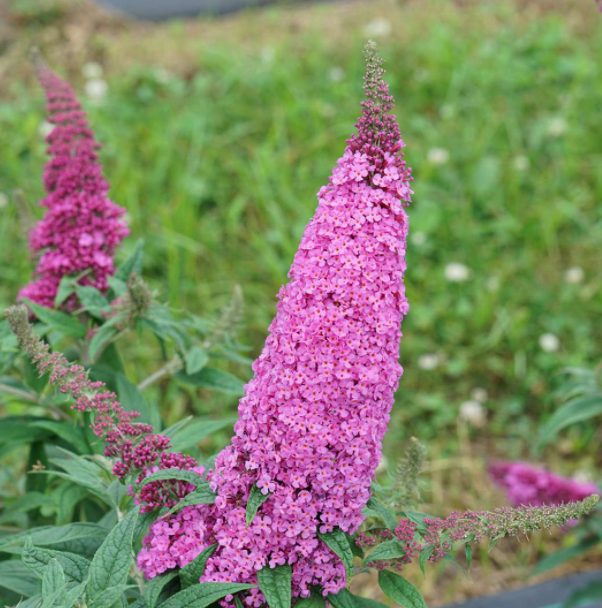 Pugster Pinker® Butterfly Bush (BUDDLEIA PUGSTER PINKER) - 2 gallon