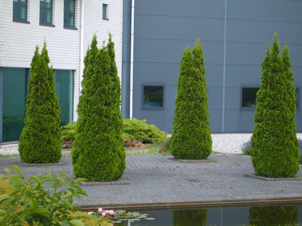 Emerald Green Arborvitae (THUJA OCC. SMARAGD) - 2 gallon 18"