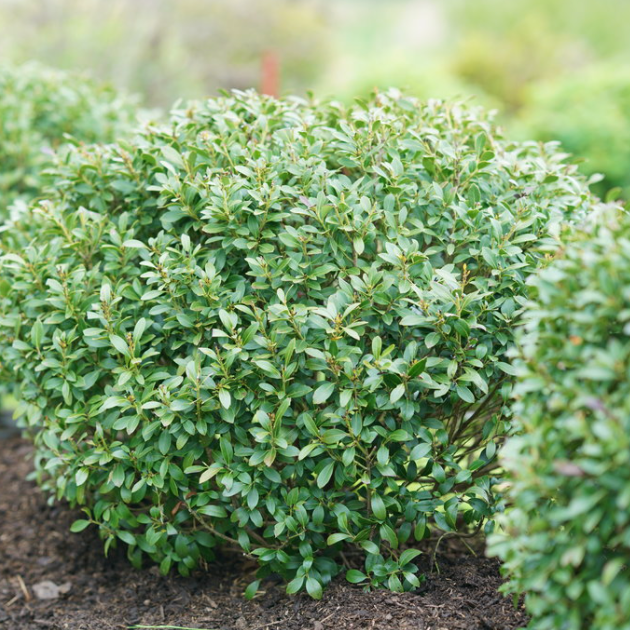 Strongbox® Inkberry holly (ILEX GLABRA STRONG BOX) - 3 gallon 12-15"