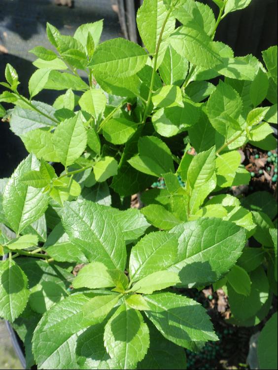 Mr. Poppins® Winterberry Holly (Ilex verticillata 'Mr. Poppins') - QT