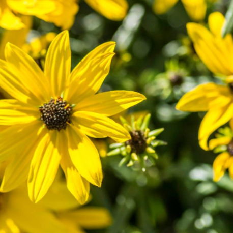 Willowleaf Sunflower (HELIANTHUS AUTUMN GOLD) - 1 gallon