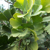 Autumn Gold Ginkgo (Ginkgo biloba 'Autumn Gold') - 2 gallon 36"