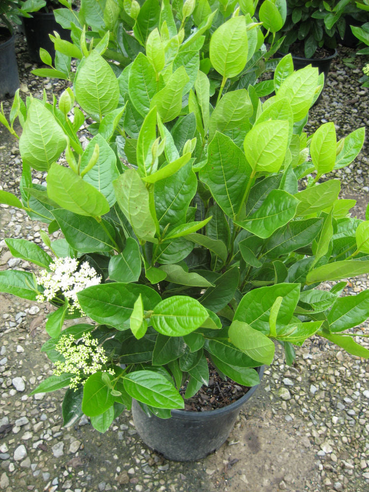 Winterthur Viburnum (VIBURNUM NUDUM WINTERTHUR) - 2 gallon 10"