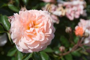 Apricot Drift® Rose (Rosa 'Drift Meimirrote') - QT