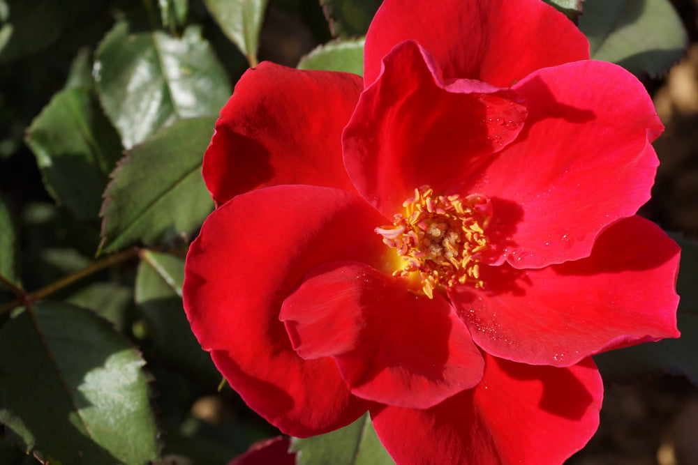 Miracle on the Hudson™ Rose (ROSE MIRACLE ON THE HUDSON) - 3 gallon