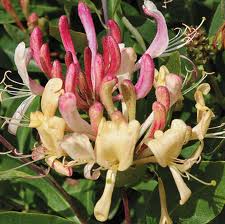 Peaches and Cream Honeysuckle (Lonicera periclymenum 'Inov 86') - QT