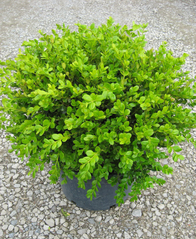 Winter Gem Boxwood (Buxus microphylla 'Winter Gem') - QT