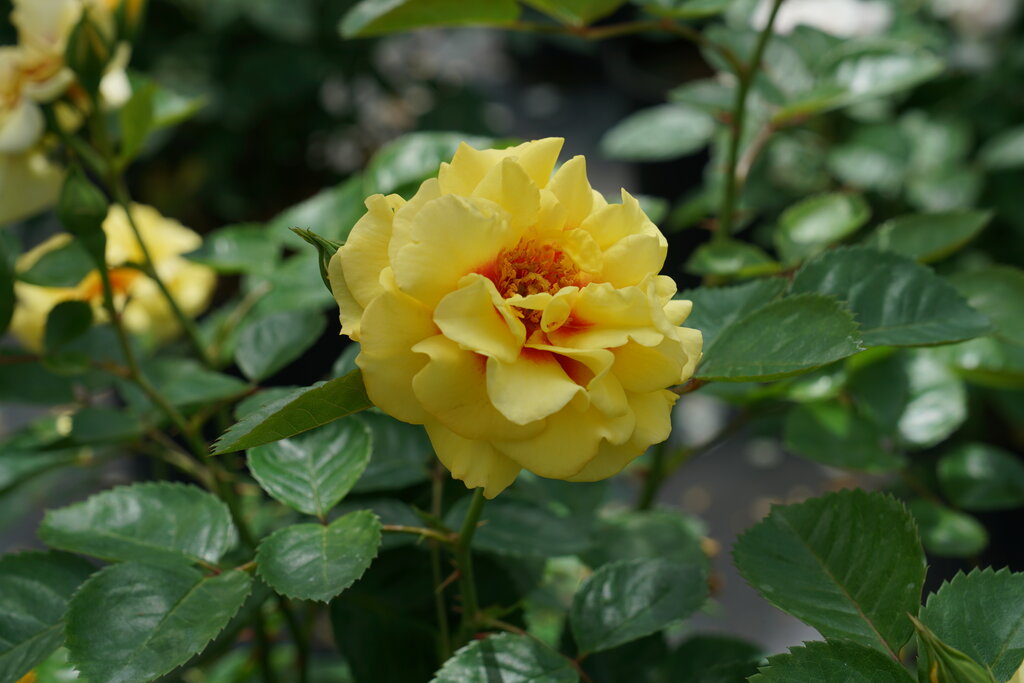 Rise Up™ Ringo Rose (Rosa rise 'Up Ringo') - QT