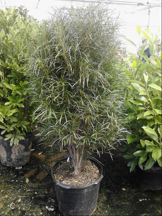 Fine Line® Buckthorn (RHAMNUS F. FINE LINE) - 3 gallon 24"