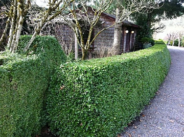 Green Beauty Boxwood (BUXUS M. GREEN BEAUTY) - 3 gallon 12"