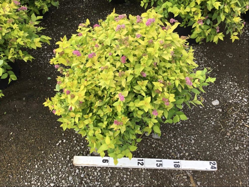 Goldmound Spirea (SPIRAEA JAP. GOLDMOUND) - 3 gallon 15"