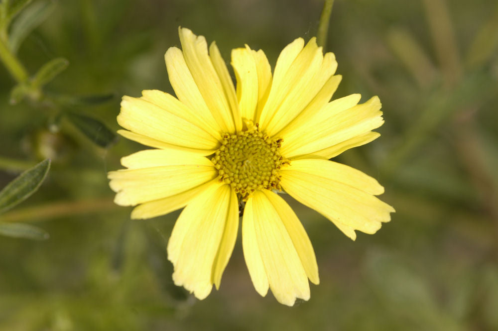 Creme Brulee™ Tickseed (Coreopsis verticillata 'Creme Brulee') - QT