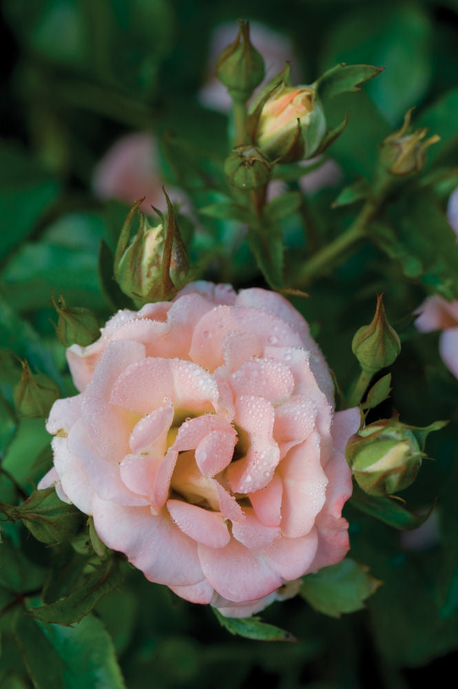 Peach Drift® Rose (Rosa 'Drift Meiggili') - QT
