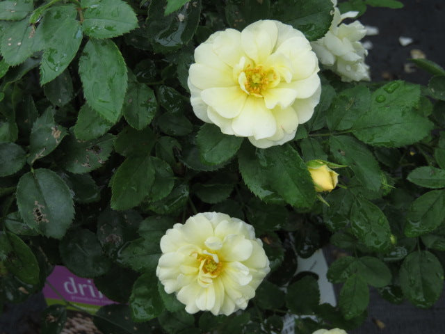 Popcorn Drift® Rose (ROSE DRIFT POPCORN) - 1 gallon