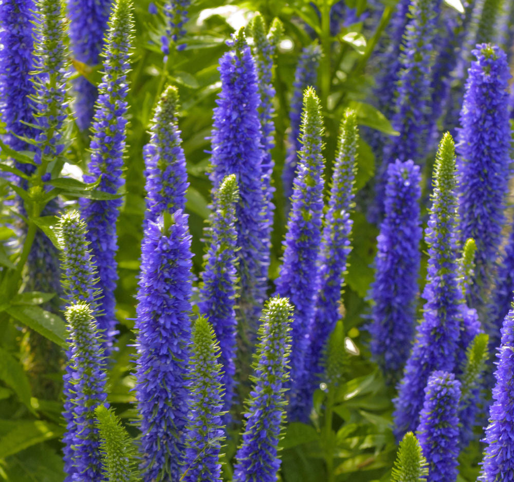Royal Candles Speedwell (VERONICA ROYAL CANDLES) - 1 gallon
