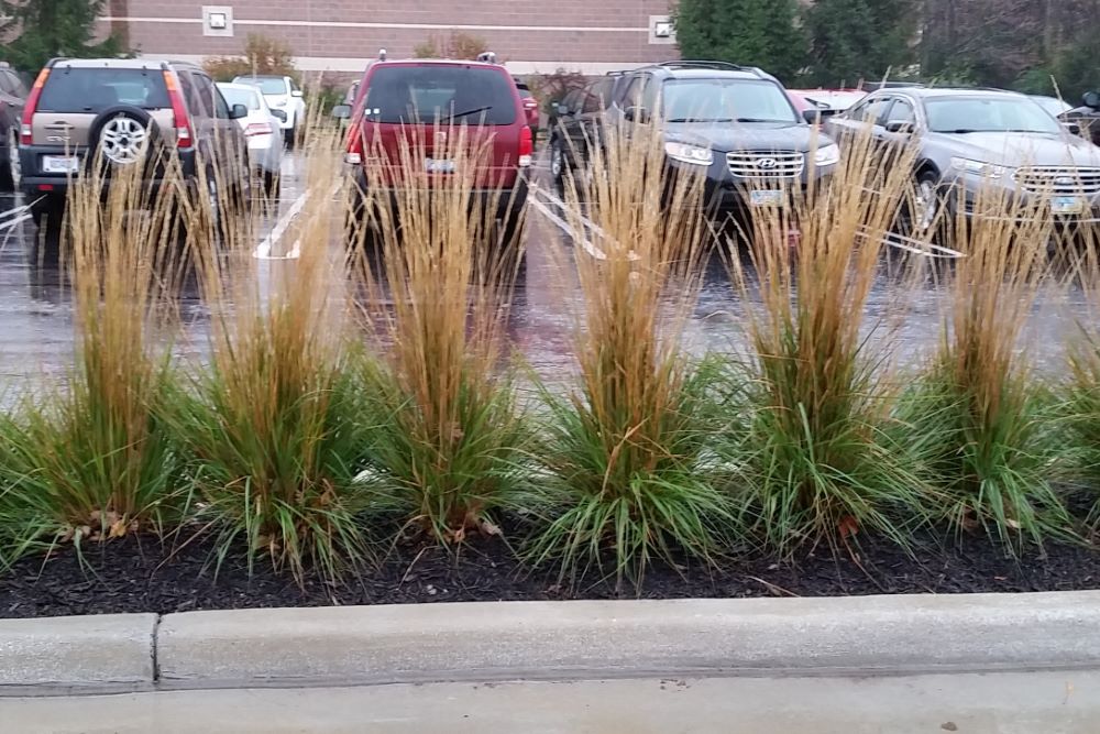 Karl Foerster Feather Reed Grass (GRASS - CAL. X KARL FOERSTER) - 1 gallon
