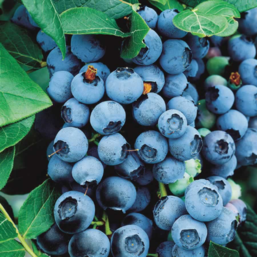 Bluecrop Highbush Blueberry (VACCINIUM BLUECROP) - 1 gallon 10"