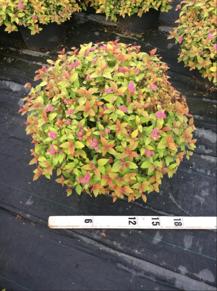 Magic Carpet Spiraea (SPIRAEA JAP. MAGIC CARPET) - 3 gallon 15"