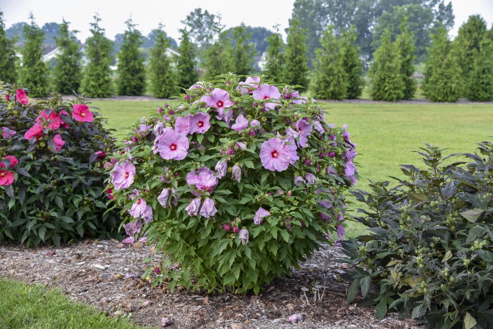 Summerific® 'Lilac Crush' Rose Mallow (Hibiscus x 'Summerific Lilac Crush') - 1 gallon