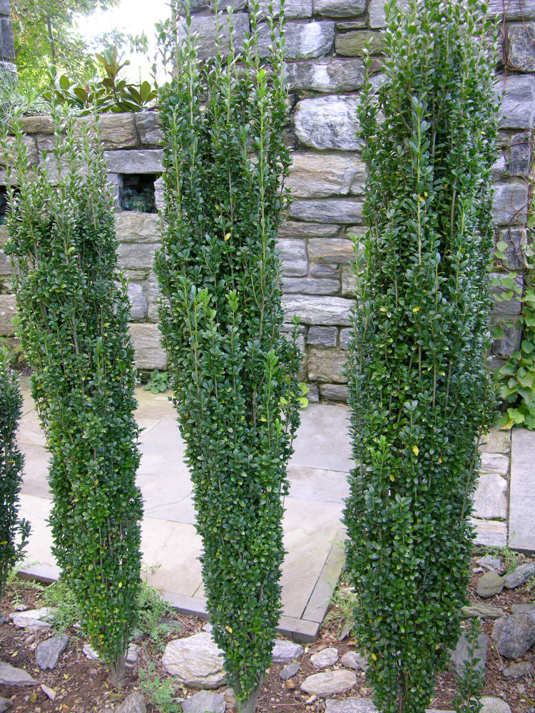 Sky Pencil Holly (Ilex crenata 'Sky Pencil') - 1 gallon