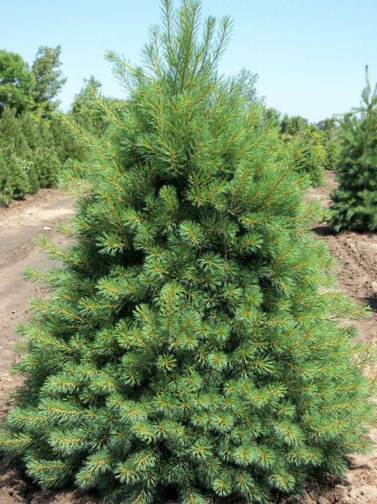 Eastern White Pine (PINUS STROBUS) - 3 gallon 18"