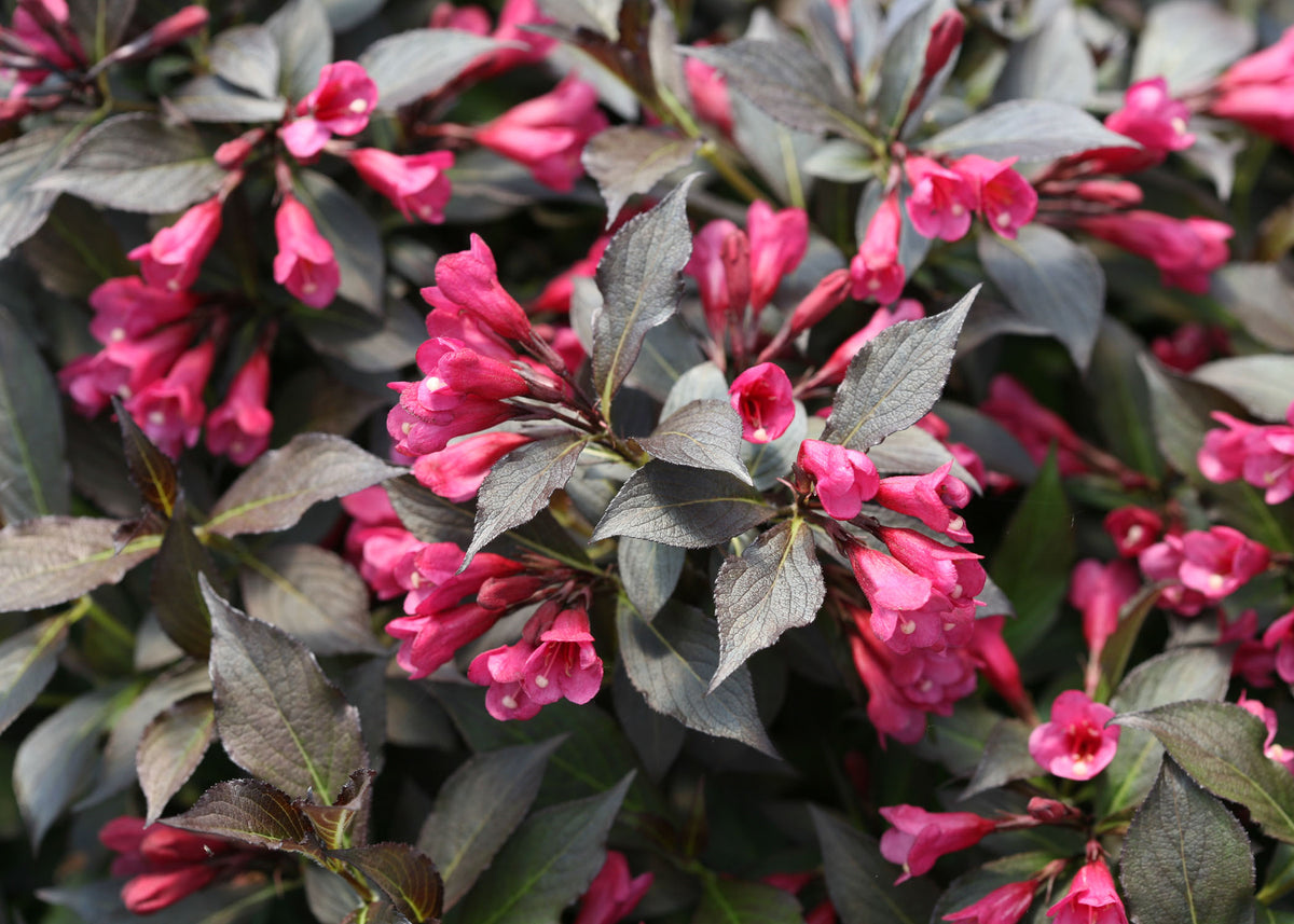 Spilled Wine® Weigela (WEIGELA SPILLED WINE) - 3 gallon 15"
