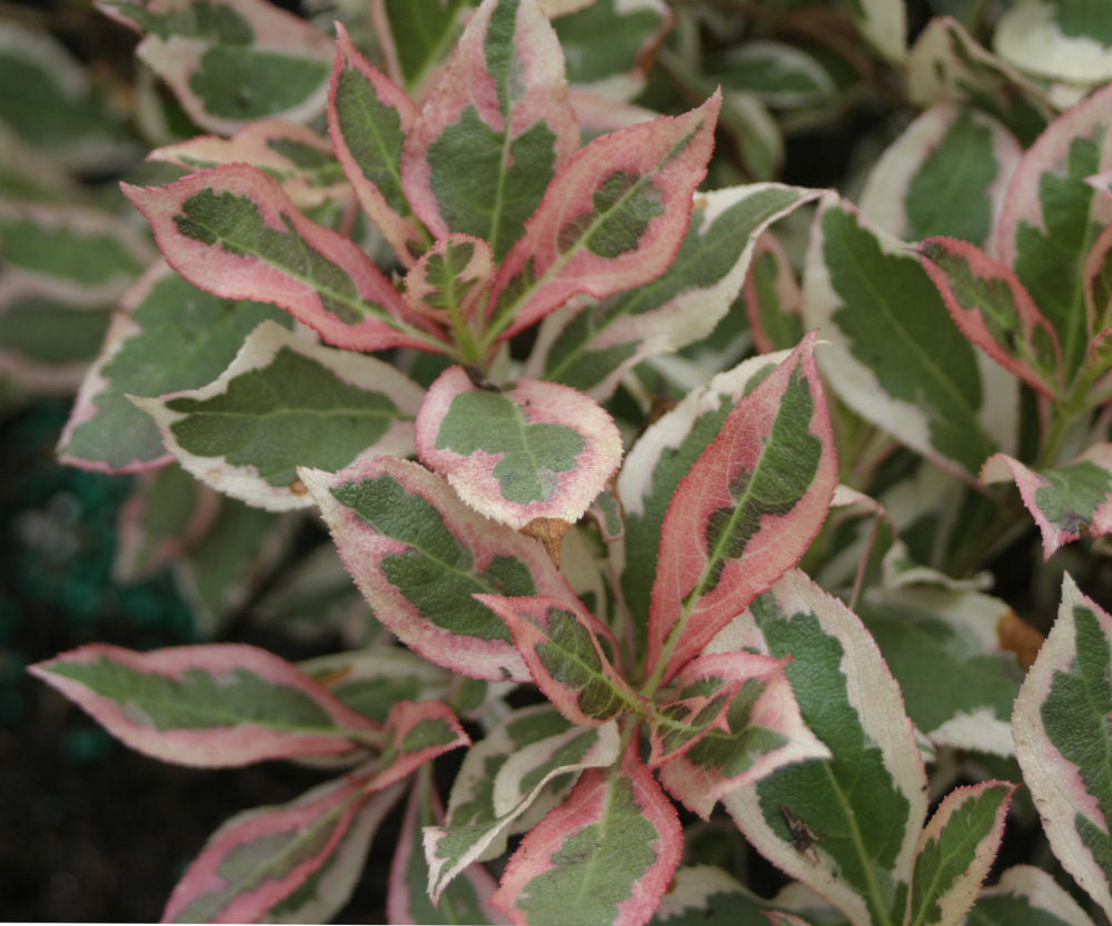 My Monet® Weigela (WEIGELA MY MONET) - 1 gallon 8"