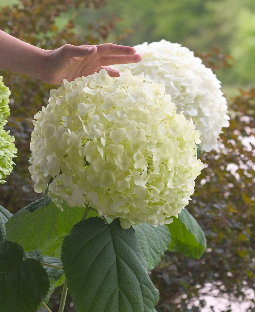 Incrediball® Smooth Hydrangea (HYDRANGEA A. INCREDIBALL) - 1 gallon