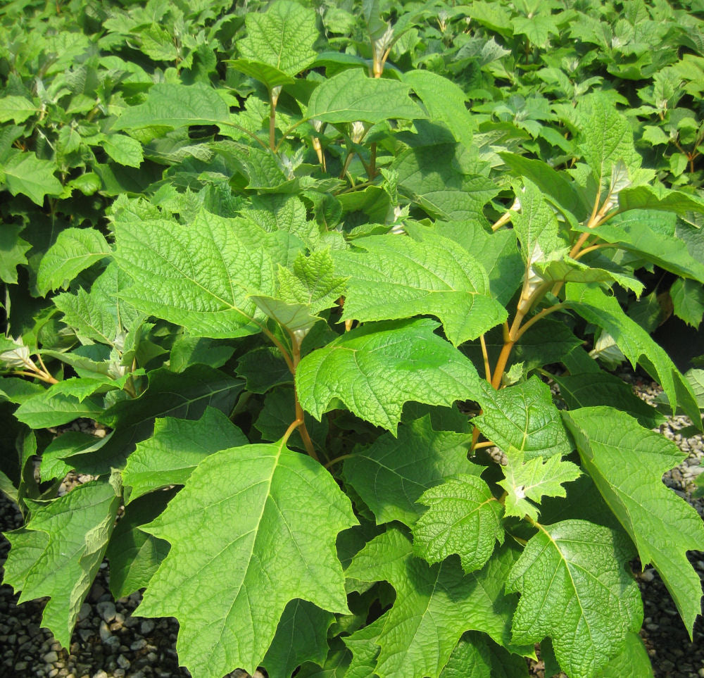 Pee Wee Oakleaf Hydrangea (HYDRANGEA QU. PEE WEE) - 2 gallon 10"
