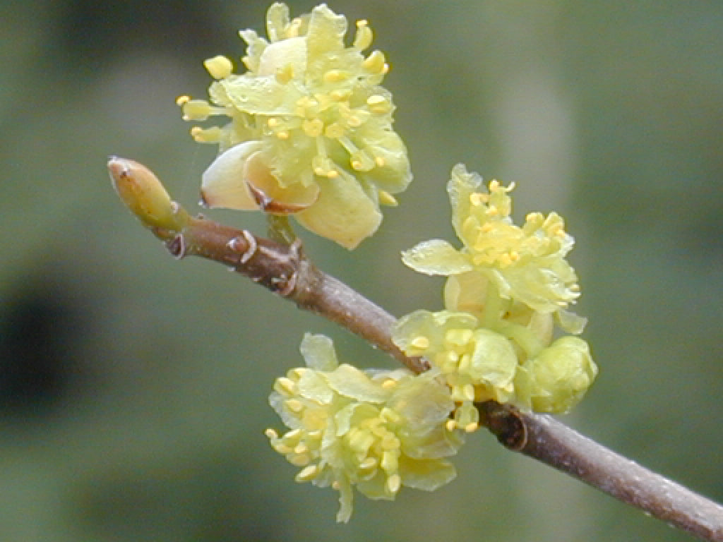 Spicebush (LINDERA BENZOIN) - 2 gallon 10"