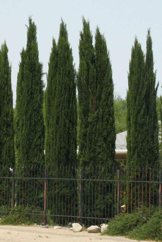 Italian Cypress (Cupressus sempervirens) - 1 gallon